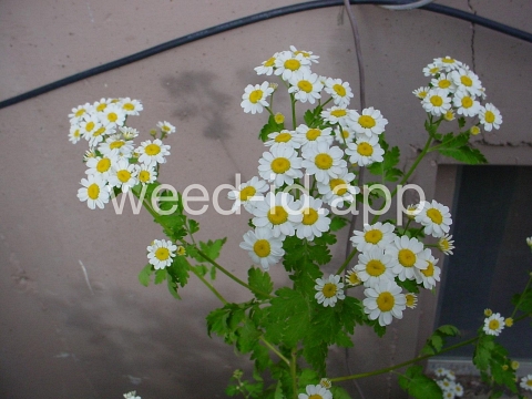 feverfew